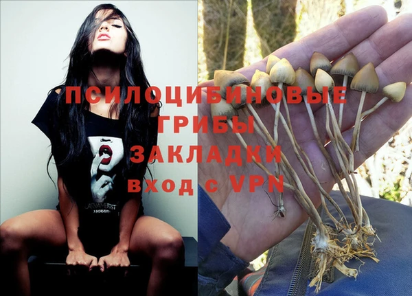 крисы Корсаков